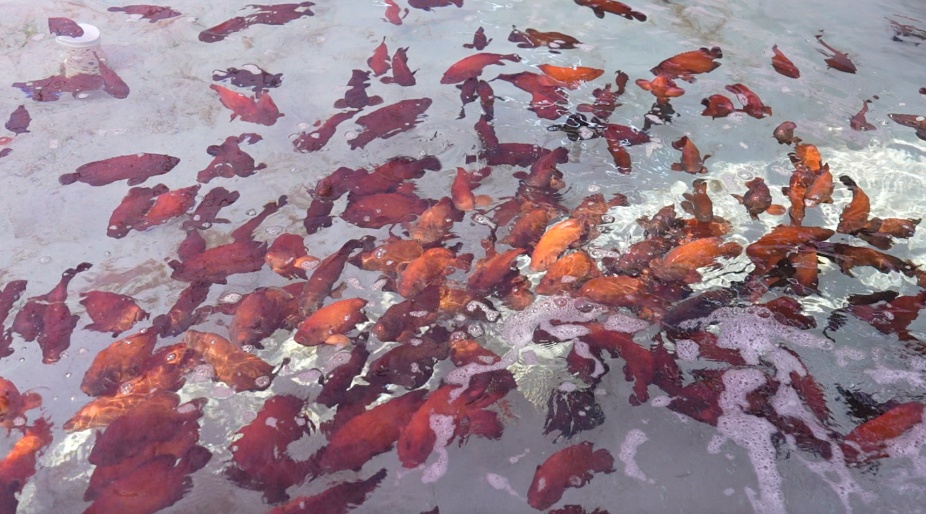 新春走基层·边疆万里行⑧丨跨越山海驯鱼记(图2)